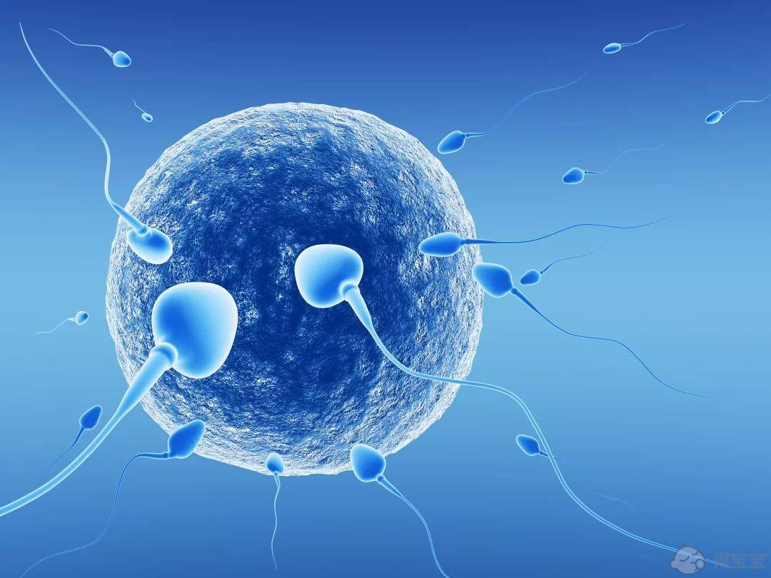 有谁知道在试管婴儿中最终成为男孩的优质胚胎是否更多？(图1)