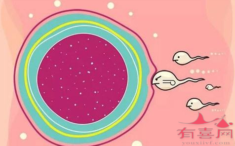 保定供卵助孕生小孩-卵泡的形状是否决定了出生的是男孩还是女孩