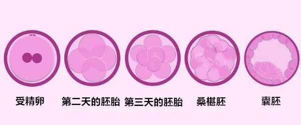 泰州供卵助孕高端机构-泰国第三代试管婴儿：避免囊胚培养的多胎妊娠(图2)